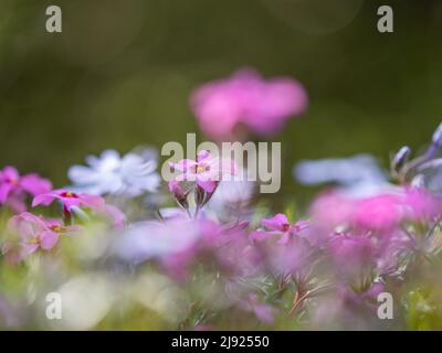 Flowering creeping phlox (Phlox subulata), Leoben, Styria, Austria Stock Photo