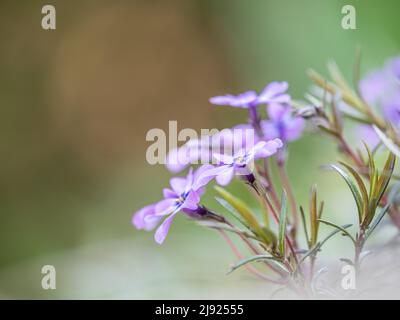 Flowering creeping phlox (Phlox subulata), Leoben, Styria, Austria Stock Photo