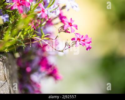 Flowering creeping phlox (Phlox subulata), Leoben, Styria, Austria Stock Photo