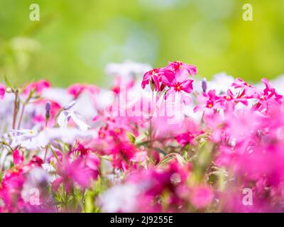 Flowering creeping phlox (Phlox subulata), Leoben, Styria, Austria Stock Photo