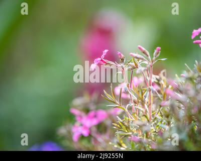 Flowering creeping phlox (Phlox subulata), Leoben, Styria, Austria Stock Photo