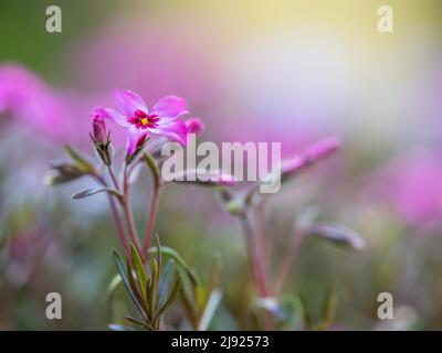 Flowering creeping phlox (Phlox subulata), Leoben, Styria, Austria Stock Photo