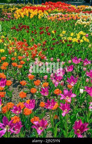 A tulip (Tulipa) bed, Mainau Island, Lake Constance, Baden-Wuettemberg, Germany Stock Photo