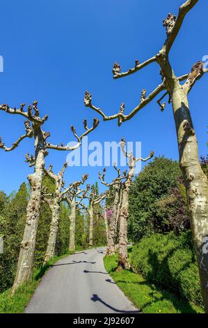 Avenue with pruned plane trees (Platanus), Mainau Island, Lake Constance, Baden-Wuettemberg, Germany Stock Photo