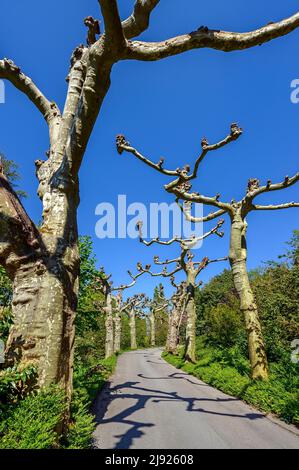 Avenue with pruned plane trees (Platanus), Mainau Island, Lake Constance, Baden-Wuettemberg, Germany Stock Photo