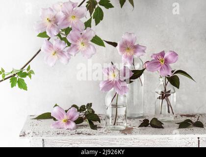 Beautiful spring floristic arrangement with pastel white and rosa clematis flowers in small glass vases on vintage table. Stock Photo