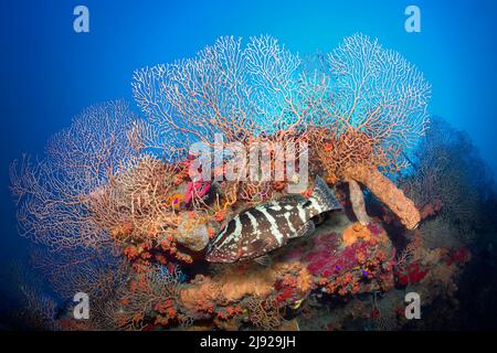 Nassau grouper (Epinephelus striatus) in front of coral wall with deep-sea gorgonian (Inciligorgia schrammi), brown tube sponge (Agelas conifera) and Stock Photo