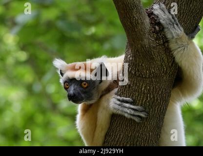 A golden-crowned sifaka (Propithecus tatersalli) in the dry forests of the Loki Manambato Reserve, northern Madagascar Stock Photo