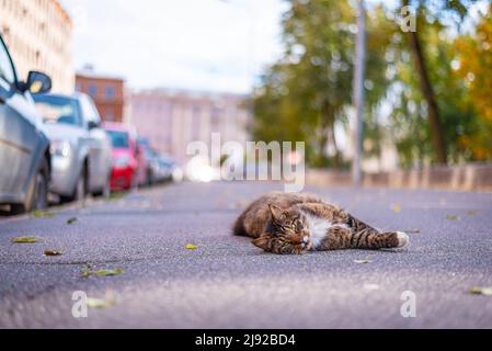 Tabby cat peacefully relaxing on the warm car's hood. Selective focus. Stock Photo