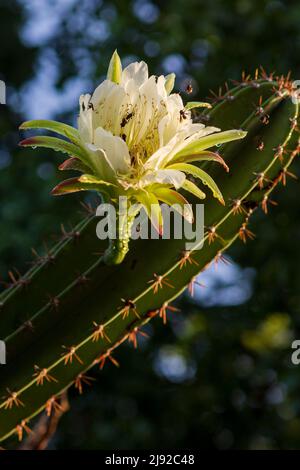mandacaru cactus with open flowers on dark background Stock Photo
