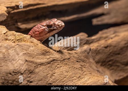 Western coachwhip (Masticophis flagellum testaceus) peeking out of a rock opening at Sequoyah State Park's Three Forks Nature Center in Oklahoma. Stock Photo