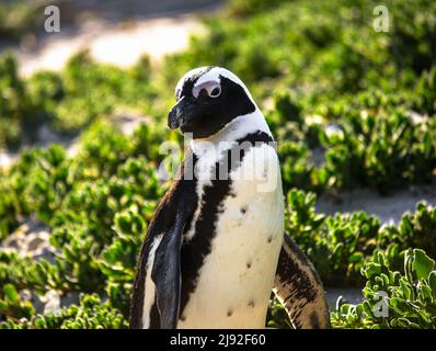 african penguin on boulder beach