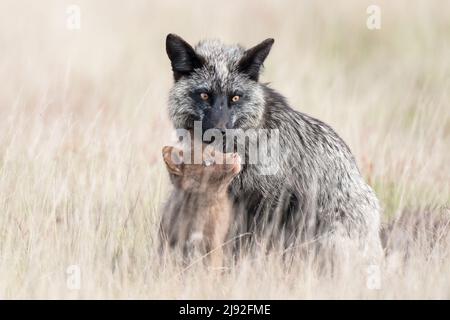 baby silver fox