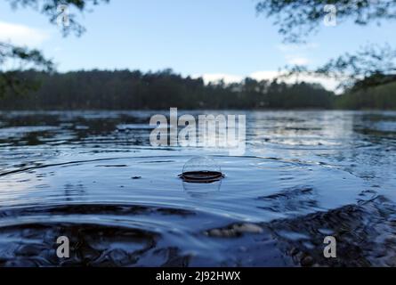 01.05.2020, Dranse, Brandenburg, Germany - Water bubble inside a concentric circle on the surface of a lake. 00S200501D399CAROEX.JPG [MODEL RELEASE: N Stock Photo