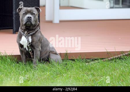 25.09.2021, Dresden, Saxony, Germany - American Staffordshire Terrier. 00S210925D008CAROEX.JPG [MODEL RELEASE: NO, PROPERTY RELEASE: NO (c) caro image Stock Photo