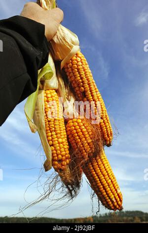 30.10.2021, Schependorf, Mecklenburg-Western Pomerania, Germany - Freshly harvested corn cobs in a hand. 00S211030D066CAROEX.JPG [MODEL RELEASE: NO, P Stock Photo