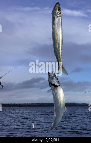 herring fish on fishing hook on water background Stock Photo - Alamy