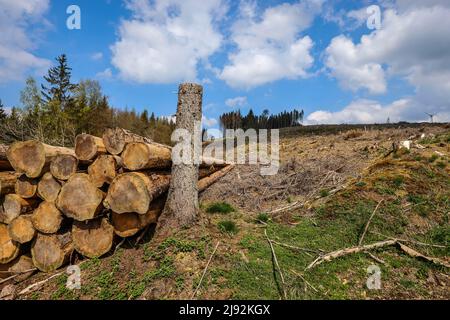 27.04.2022, Hilchenbach, North Rhine-Westphalia, Germany - Forest dieback in the district of Siegen-Wittgenstein in the Sauerland, drought and bark be Stock Photo