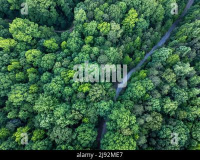 Aerial view of dirt road winding through bright green forest. Stock Photo