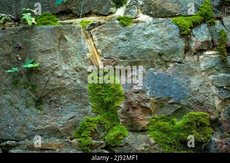 Macro shot of moss growing on ancient stone wall. Stock Photo