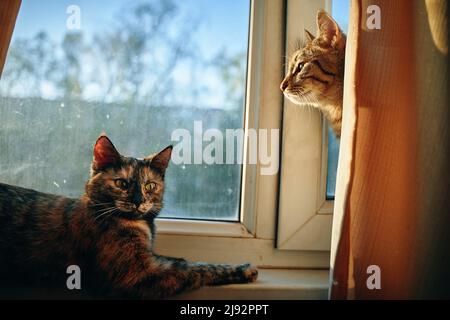 Two cute fluffy cats on windowsill. Stock Photo