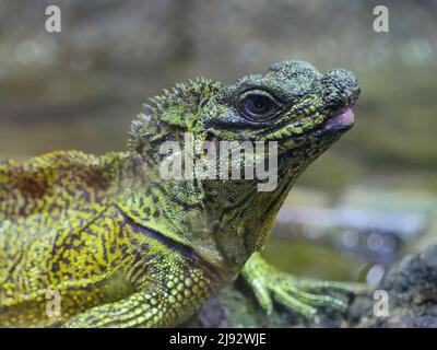 Plumed Basilisk Lizard also called as green basilisk Stock Photo