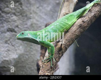 Green lizard on tree branch Stock Photo