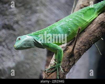 Green lizard on tree branch Stock Photo