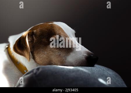 Cute sleepy Jack Russell Terrier puppy resting on a dog bed in the rays of sunlight. A small charming dog with funny spots on the fur lies on the Stock Photo