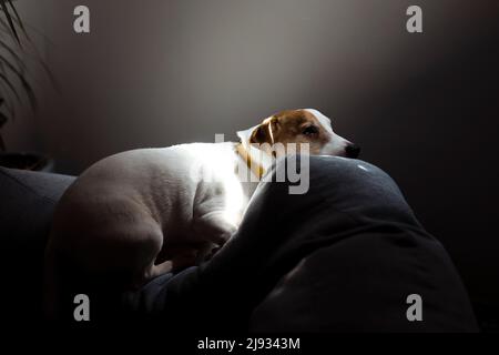 Cute sleepy Jack Russell Terrier puppy resting on a dog bed in the rays of sunlight. A small charming dog with funny spots on the fur lies on the Stock Photo