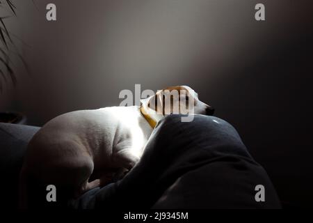 Cute sleepy Jack Russell Terrier puppy resting on a dog bed in the rays of sunlight. A small charming dog with funny spots on the fur lies on the Stock Photo