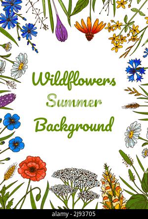 Wildflowers botany design. Colorful hand drawn vector illustration. Summer background Stock Vector