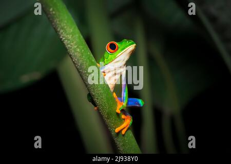 Portrait of a Red-eyed tree frog or leaf frog, or Gaudy Leaf Frog (Agalychnis callidryas) on a tropical plant stem. Frogs of Costa Rica. Stock Photo