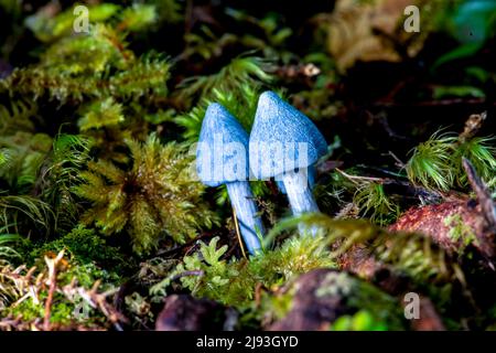 (220520) -- WELLINGTON, May 20, 2022 (Xinhua) -- Photo shows the Entoloma hochstetteri in a temperate rainforest on the South Island of New Zealand, May 1, 2022. The fruiting body of the sky blue mushroom is usually found among moss, ferns or fallen leaves and the cap grows up to around 2 to 5 centi-meters in diameter. (Photo by Yang Liu/Xinhua) Stock Photo