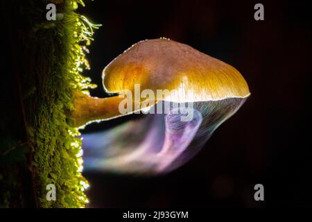 (220520) -- WELLINGTON, May 20, 2022 (Xinhua) -- Photo shows the Armillaria novae-zelandiae in a temperate rainforest on the South Island of New Zealand, March 30, 2022. Armillaria novae-zelandiae is one of three Armillaria species that have been identified in New Zealand, also nick-named Honey mushroom. It grows most abundantly from March to May in wet forests primarily. (Photo by Yang Liu/Xinhua) Stock Photo