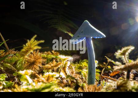 (220520) -- WELLINGTON, May 20, 2022 (Xinhua) -- Photo shows the Entoloma hochstetteri in a temperate rainforest on the South Island of New Zealand, May 1, 2022. The fruiting body of the sky blue mushroom is usually found among moss, ferns or fallen leaves and the cap grows up to around 2 to 5 centi-meters in diameter. (Photo by Yang Liu/Xinhua) Stock Photo