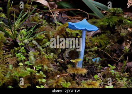 (220520) -- WELLINGTON, May 20, 2022 (Xinhua) -- Photo shows the Entoloma hochstetteri in a temperate rainforest on the South Island of New Zealand, May 5, 2022. The fruiting body of the sky blue mushroom is usually found among moss, ferns or fallen leaves and the cap grows up to around 2 to 5 centi-meters in diameter. (Photo by Yang Liu/Xinhua) Stock Photo