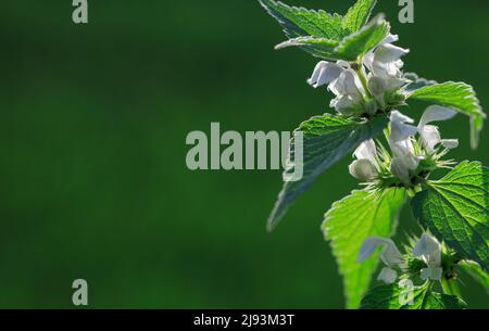 Horizontal shot of blooming skew with blurred green background. Copy-space for text. Stock Photo