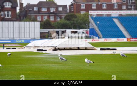 Hove UK 20th May 2022 - Seagulls enjoy the heavy rain on the first morning of the cricket tour match between Sussex and New Zealand at the 1st Central County Ground Hove . : Credit Simon Dack / Alamy Live News Stock Photo
