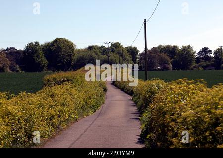 Walking down Coldblow Lane, towards Coldblow Farm, Walmer, Kent Stock Photo