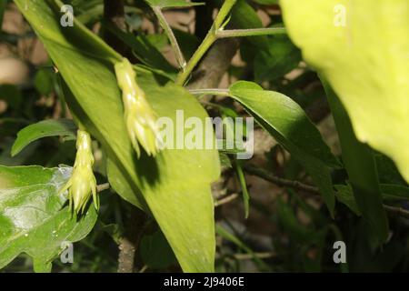 Blossom of princess of the night, queen of the night or the Dutchman's pipe cactus (Epiphyllum oxypetalum). Bramha kamal flower Stock Photo