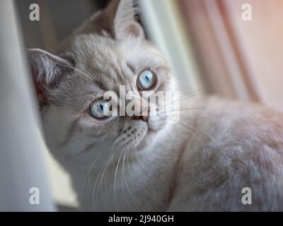 Closeup picture of a little British Shotrhair silver color cat with blue and green eyes looking outside the window Stock Photo