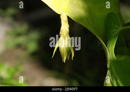 Blossom of princess of the night, queen of the night or the Dutchman's pipe cactus (Epiphyllum oxypetalum). Bramha kamal flower Stock Photo