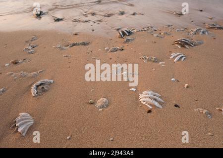 Fossilized tridacna clam shell on a coral-sandy beach in the surf zone. Red Sea, Egypt Stock Photo