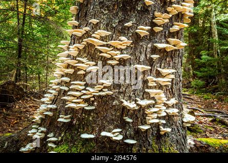 White mushrooms lined up a tree trunk in the Acadia National Park, Maine Stock Photo