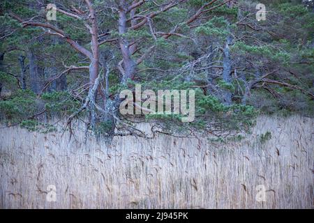 Caledonian pine trees in the Rothiemurcus Forest, Cairngorms, Scotland, UK Stock Photo