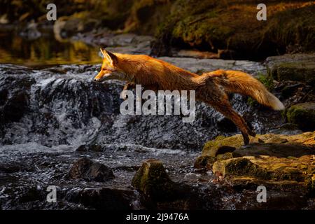 Fox flight above river. Red Fox jumping , Vulpes vulpes, wildlife scene from Europe. Orange fur coat animal in the nature habitat. Fox on the green fo Stock Photo