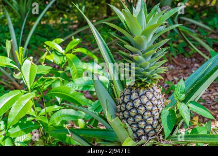 Close up of pineapple fruit on plantation of tropical fruit. Stock Photo