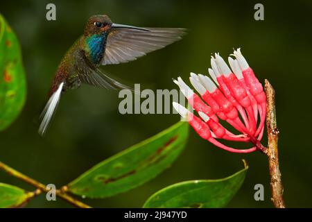 Hummingbird with flower. Rufous-gaped Hillstar , Urochroa bougueri, on ping flower, green and yellow background, Bird sucking nectar from pink bloom, Stock Photo