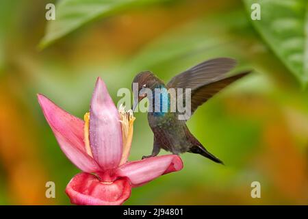 Hummingbird with flower. Rufous-gaped Hillstar , Urochroa bougueri, on ping flower, green and yellow background, Bird sucking nectar from pink bloom, Stock Photo